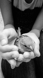 Close-up of baby hand holding bird