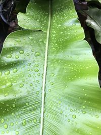 Full frame shot of raindrops on leaves