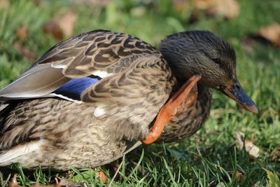 Close-up of mallard duck on field