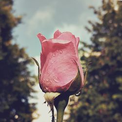 Close-up of pink rose