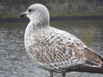 Close-up of duck