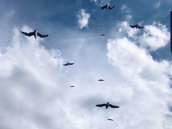 Low angle view of birds flying in sky
