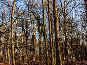 Bare trees in forest