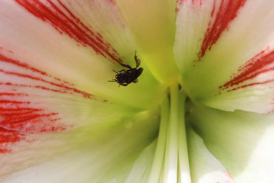 Extreme close-up of red flower