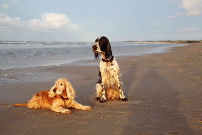 Dog on beach