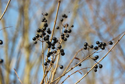 Low angle view of berries growing on plant against sky
