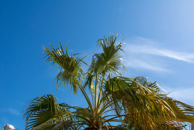 Low angle view of palm tree against blue sky