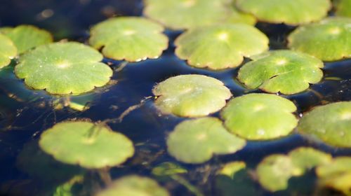 Close-up of green leaves floating on plant