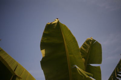 Low angle view of banana leaf against sky