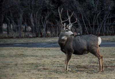 Deer on grassy field