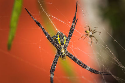 Close-up of spider on web