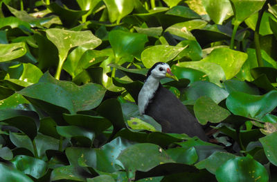 Close-up of bird perching on plant