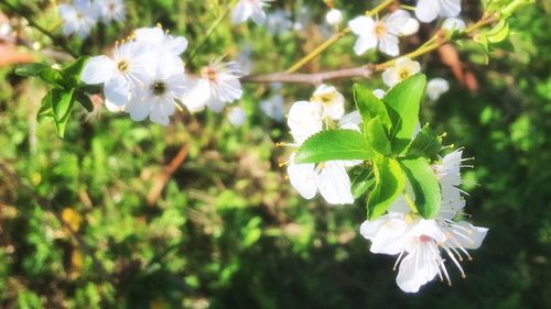 Close-up of white flowers