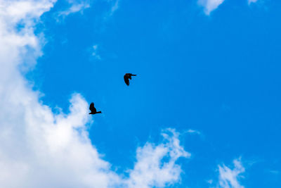 Low angle view of birds flying against blue sky