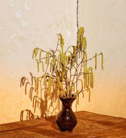 Close-up of potted plant on table against wall