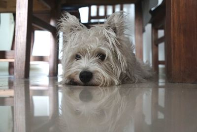 Close-up portrait of dog