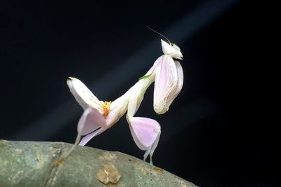 Close-up of flower against black background