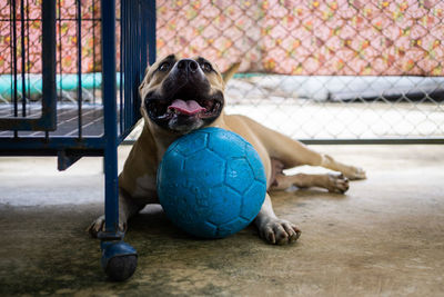 Dog playing with ball sitting on floor