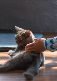 Close-up of hand feeding cat