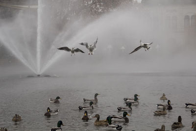 Seagulls flying over mallard ducks in lake against fountain