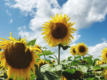 Close-up of sunflower against sky