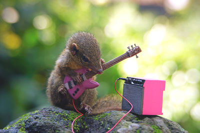 Close-up of squirrel