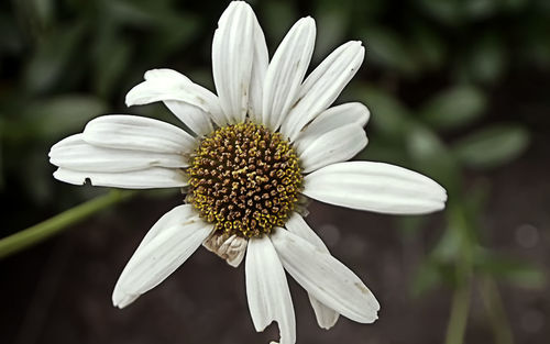 Close-up of white flower