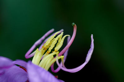 Close-up of purple flower