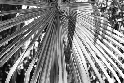 Full frame shot of palm tree