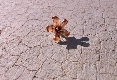 High angle view of dried plant on footpath