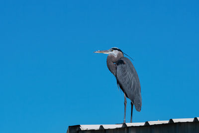 Low angle view of gray heron perching on roof against clear blue sky