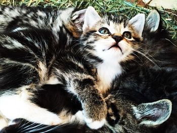 Close-up portrait of cat