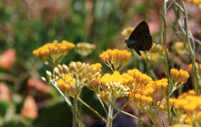 Close-up side view of butterfly on flower