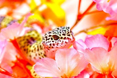 Close-up of butterfly pollinating flower