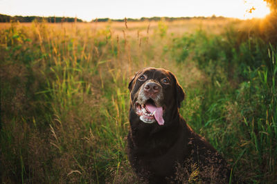 Portrait of a dog on field