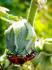 Close-up of insect on flower