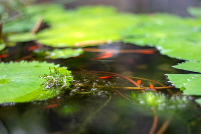 Close-up of leaves floating on water