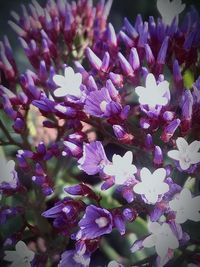 Close-up of purple flowers growing on plant