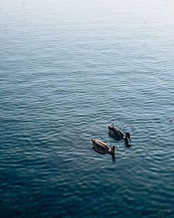 High angle view of ducks swimming in sea