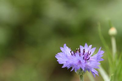 Close-up of purple flowers