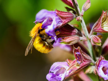Close-up of bee pollinating on purple flower
