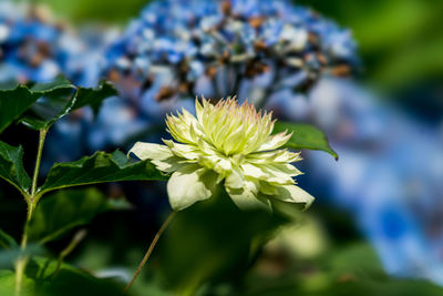 Close-up of flowering plant