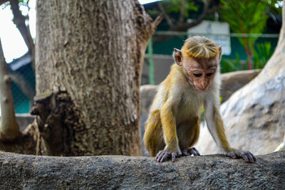 Portrait of monkey sitting on tree trunk