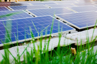 Tilt image of plants growing on field
