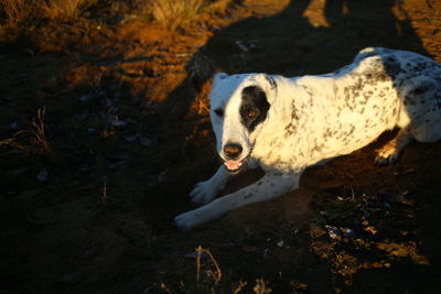 High angle view of dog on field