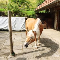Horse standing in a park