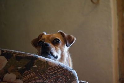 Portrait of dog looking away at home