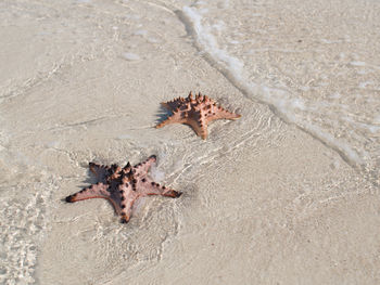 High angle view of crab on beach