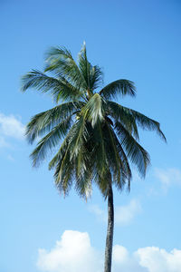 Low angle view of palm tree against blue sky