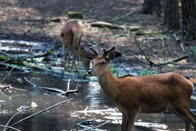 Close-up of deer